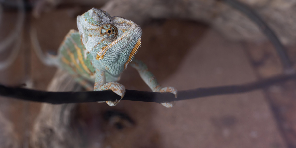 Why Choosing Quality Reptile Shipping Supplies Matters