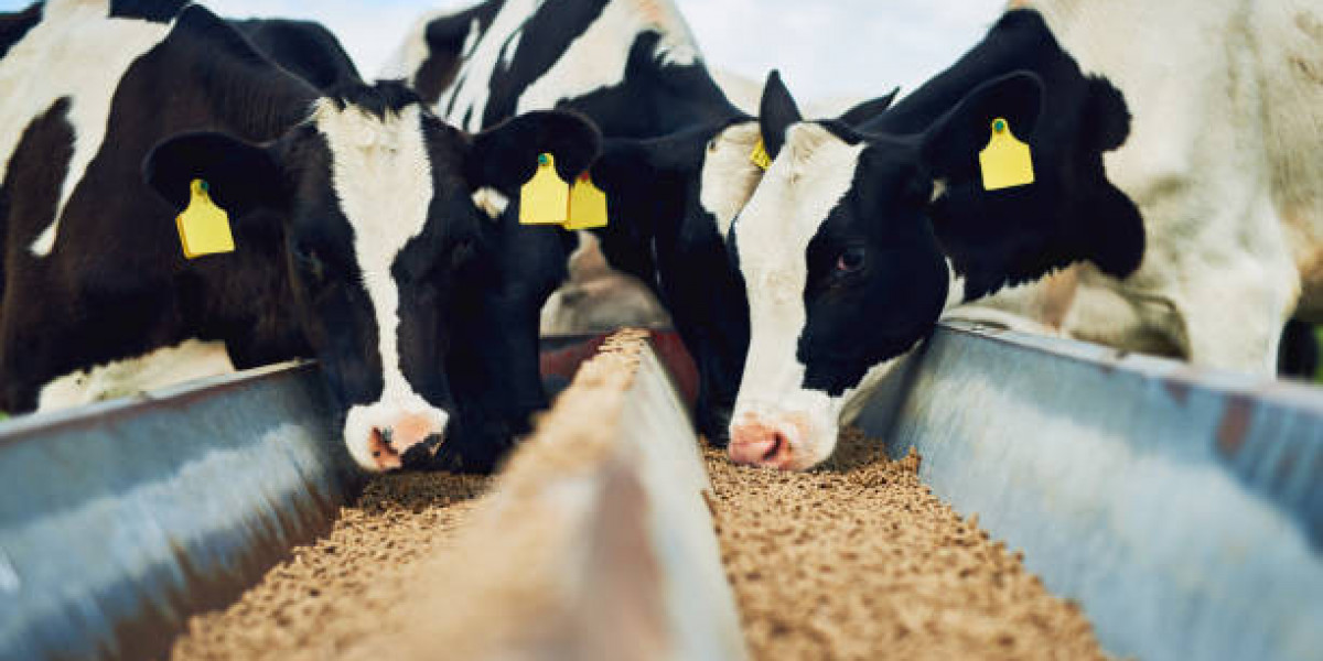 Cattle Feed Market Insights: Size, Share, Industry Overview, and Future Growth