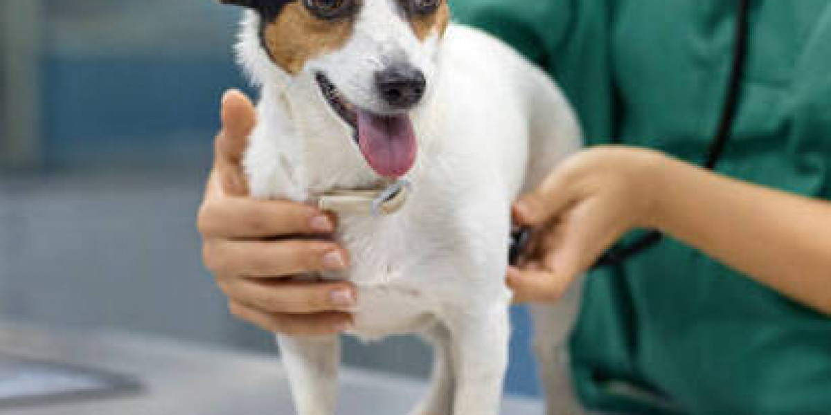 Singapore Vet