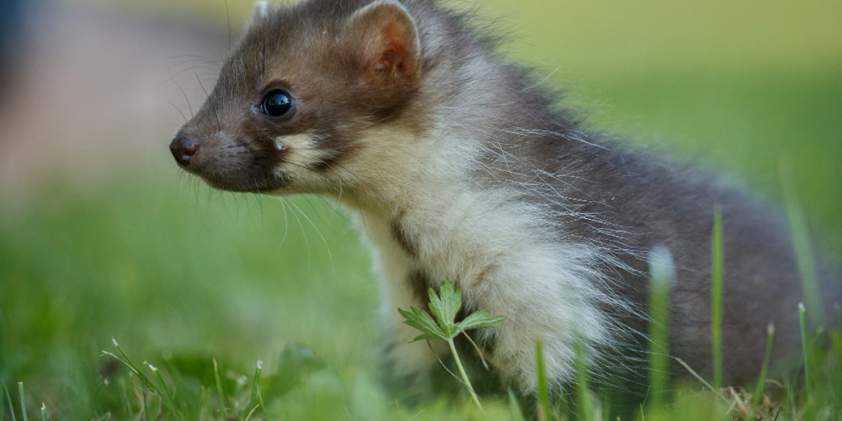 Do Skunks Hibernate? Winter Habits You Need to Know